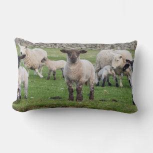 Shetland Sheep Lendenkissen