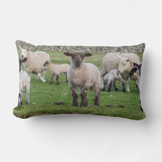 Shetland Sheep Lendenkissen (Vorderseite)