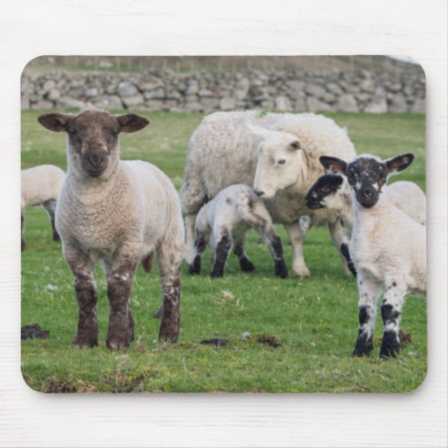 Shetland Sheep Mousepad (Vorne)