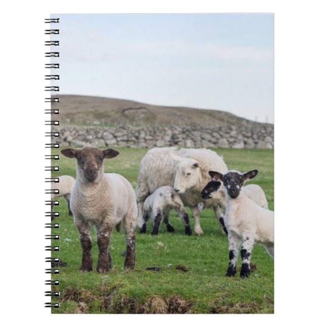 Shetland Sheep Notizblock (Vorderseite)