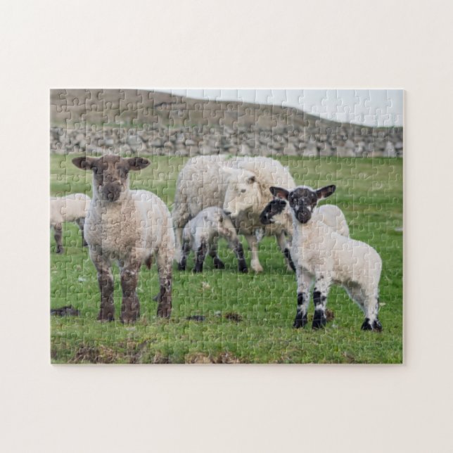 Shetland Sheep Puzzle (Horizontal)