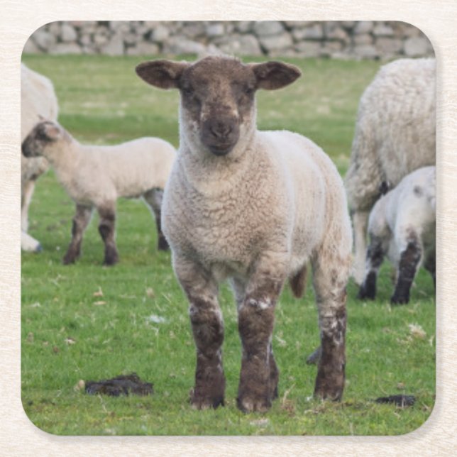 Shetland Sheep Rechteckiger Pappuntersetzer (Vorderseite)
