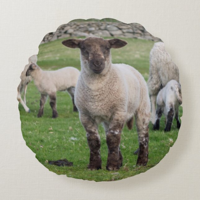 Shetland Sheep Rundes Kissen (Vorderseite)