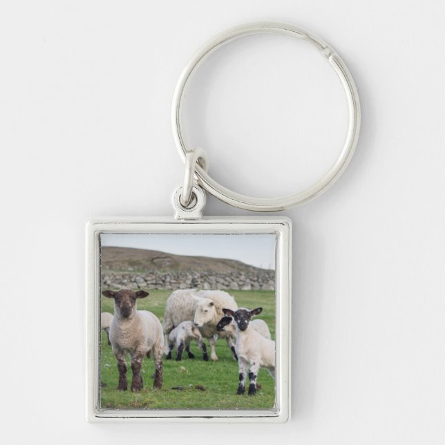 Shetland Sheep Schlüsselanhänger (Vorne)