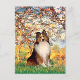 Shetland Sheepdog 1 - Spring Postkarte
