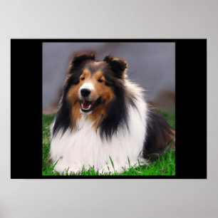 Shetland Sheepdog Art Poster