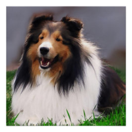 Shetland Sheepdog Art Poster