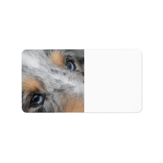 Shetland Sheepdog Blue Merle Eyes Adressaufkleber (Vorne)
