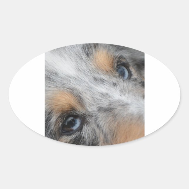 Shetland Sheepdog Blue Merle Eyes Ovaler Aufkleber (Vorderseite)