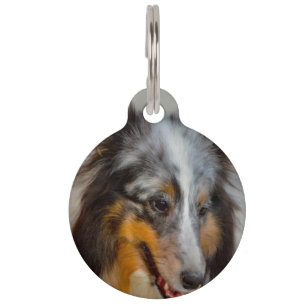 Shetland Sheepdog. Haustiermarke