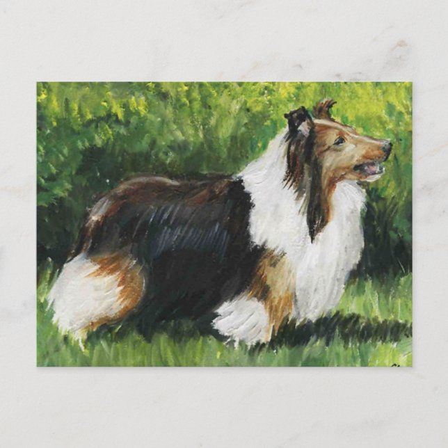 Shetland Sheepdog Hund Postkarte (Vorderseite)