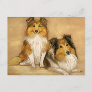 Shetland Sheepdog Hund Postkarte