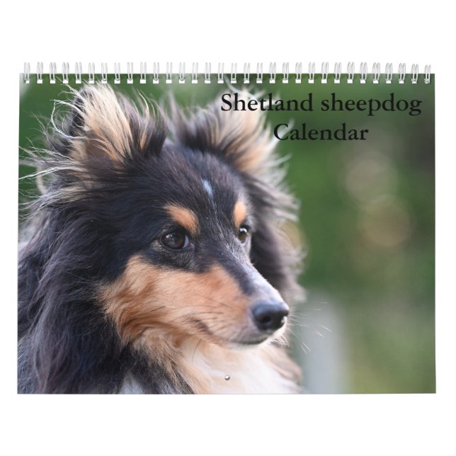 Shetland Sheepdog-Kalender 2025 Kalender (Titelbild)