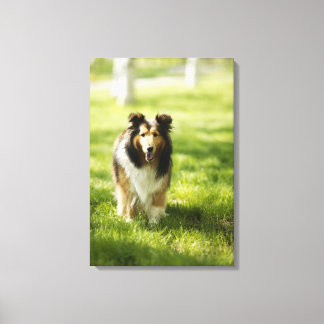Shetland Sheepdog läuft auf dem Gras Leinwanddruck