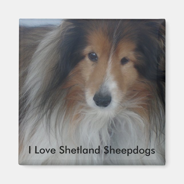 Shetland Sheepdog Magnet (Vorne)