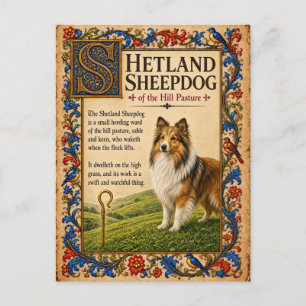 Shetland Sheepdog, mittelalterliche Bestiarien-Kun Postkarte
