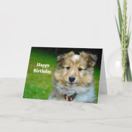 Shetland Sheepdog Niedliches Foto Geburtstag Karte