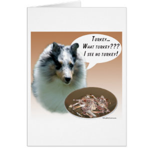 Shetland Sheepdog (nur) Türkei