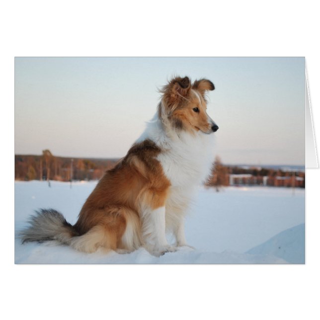 Shetland sheepdog paper product (Vorderseite (Horizontal))