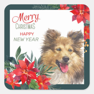 Shetland Sheepdog Poinsettia Bouquet Weihnachten Quadratischer Aufkleber