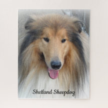 Shetland Sheepdog Portrait