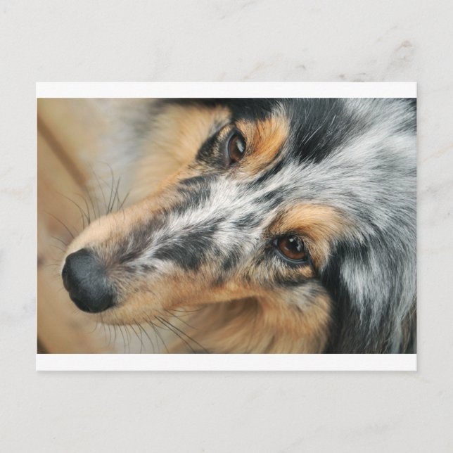 Shetland Sheepdog Postkarte (Vorderseite)