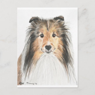 Shetland Sheepdog Postkarte