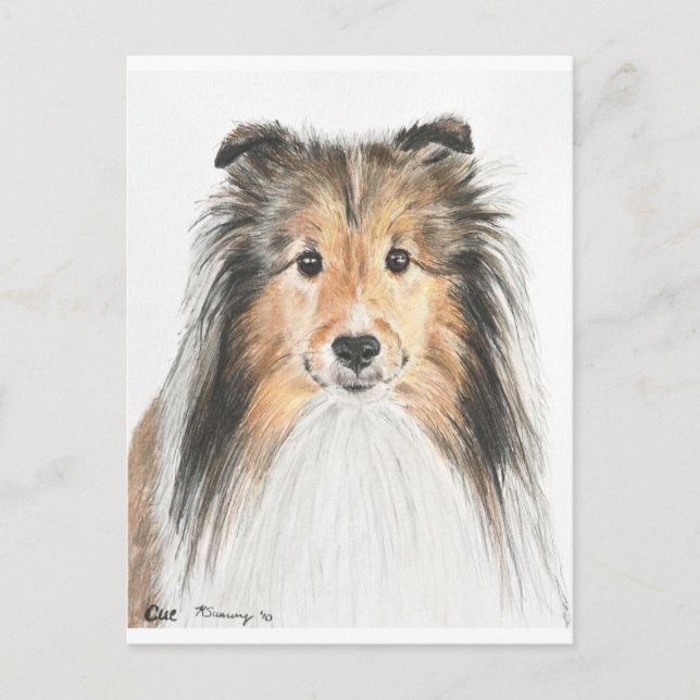 Shetland Sheepdog Postkarte (Vorderseite)