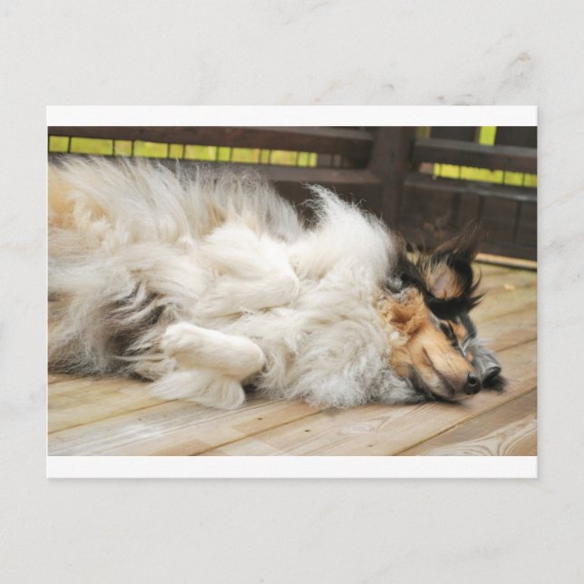 Shetland Sheepdog Postkarte (Vorderseite)