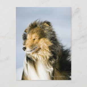 Shetland Sheepdog Postkarte