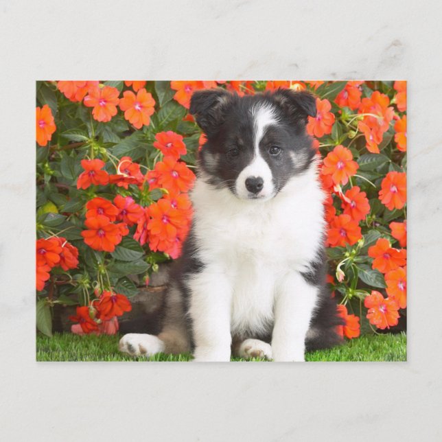 Shetland Sheepdog Postkarte (Vorderseite)