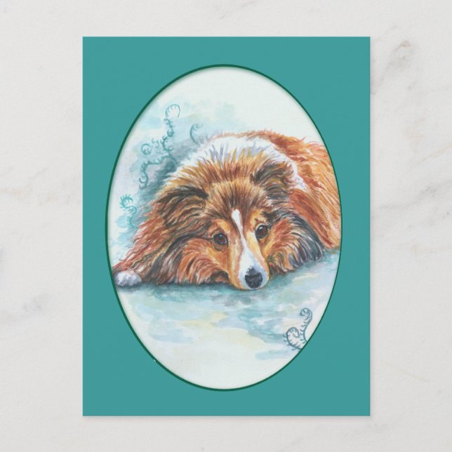 Shetland Sheepdog Postkarten (Vorderseite)