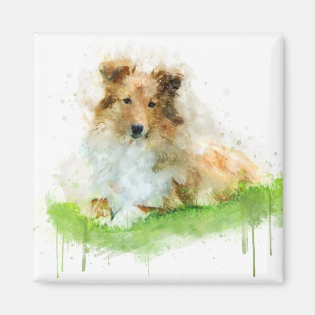 Shetland Sheepdog / shelden Magnet (Vorne)
