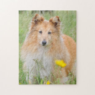 Shetland Sheepdog - Sheltie Dog Puzzle