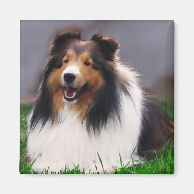 Shetland Sheepdog Sheltie Geschenke Magnet (Vorne)