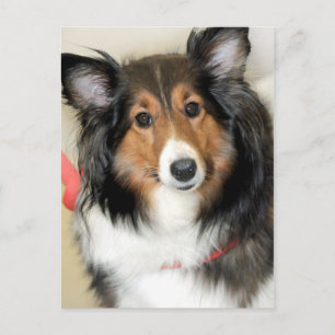 Shetland Sheepdog (Sheltie) Postkarte