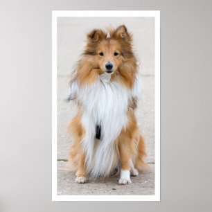 Shetland Sheepdog Sitzen Poster