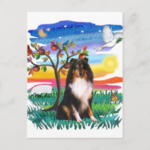 Shetland Sheepdog (Tri) Postkarte