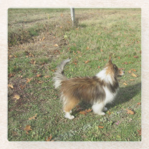 Shetland Sheepdog Voll Sekunde Glasuntersetzer
