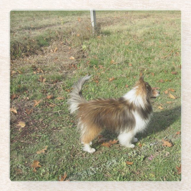 Shetland Sheepdog Voll Sekunde Glasuntersetzer (Vorderseite)