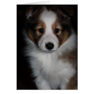Shetland Sheepdog Welppy