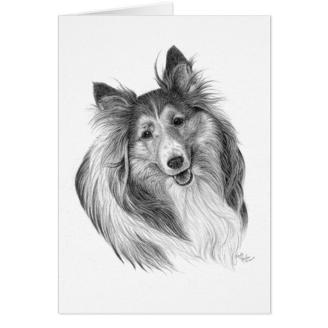 Shetland Sheepdog Zeichnend von Glenda S. Harlan (Vorne)