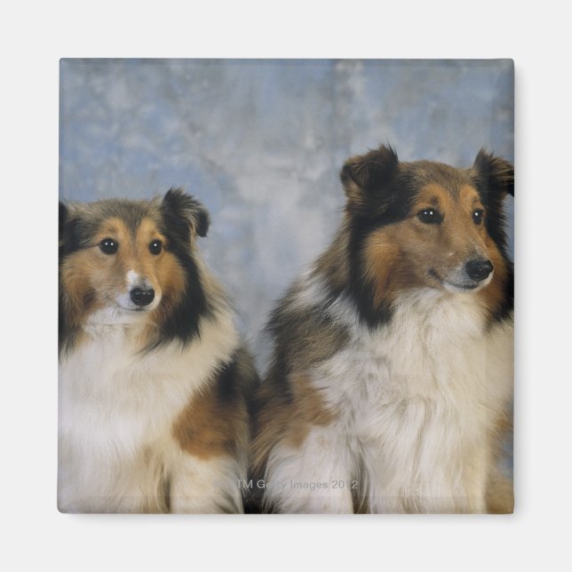 Shetland Sheepdogs Magnet (Vorne)