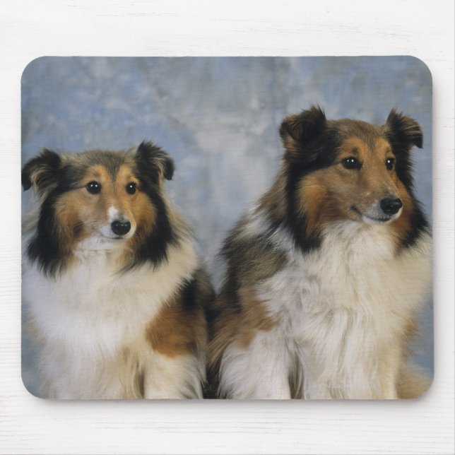 Shetland Sheepdogs Mousepad (Vorne)