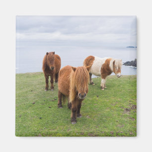 Shetlandpony auf der Weide nahe hoher Klippen Magnet