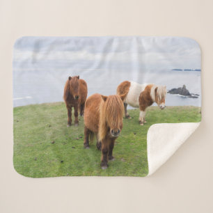 Shetlandpony auf der Weide nahe hoher Klippen Sherpadecke