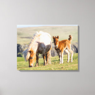 Shetlandpony auf der Weide nahe hoher Klippen, Stu Leinwanddruck