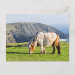Shetlandpony auf einer Weide nahe hoher Klippen Postkarte