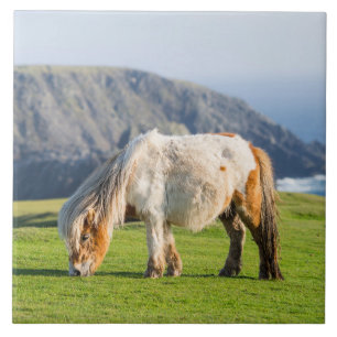 Shetlandpony auf Weide in der Nähe hoher Klippen Fliese