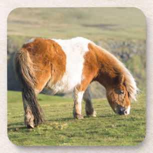 Shetlandpony auf Weide in der Nähe hoher Klippen Getränkeuntersetzer